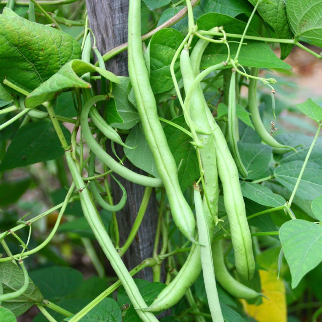 French Filet Pole Bean Montebello - Vilmorin Seeds