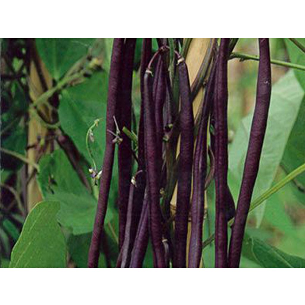 Climbing French Bean Mangetout Carminat