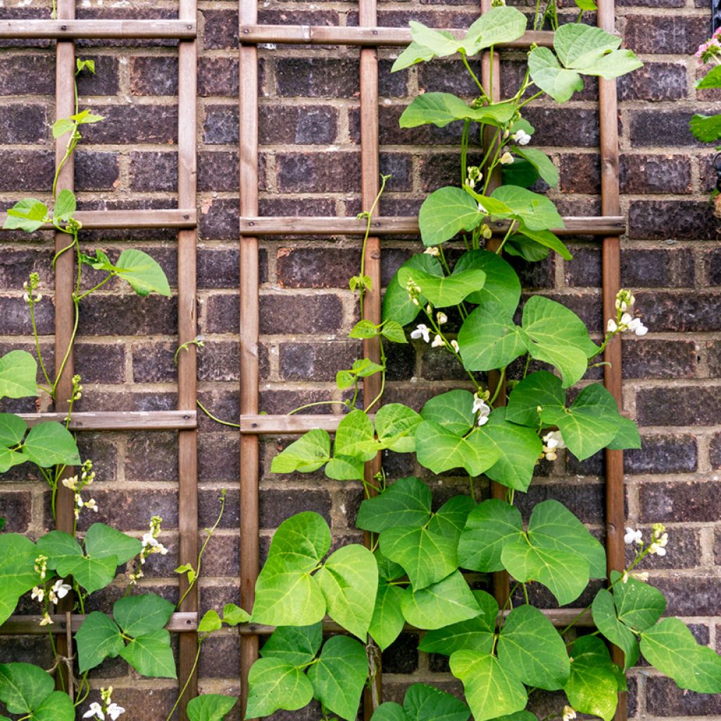 Runner Bean Emergo White