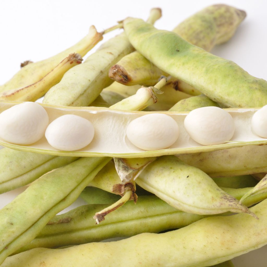 Bush Dry Bean Cocagne - Vilmorin Seeds