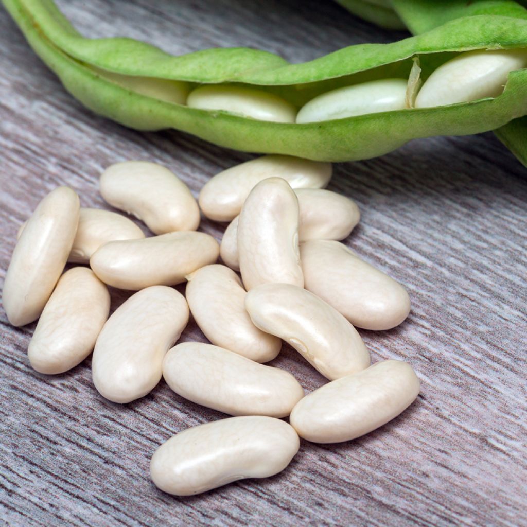 Dwarf Bean for shelling Swiss white Lingot