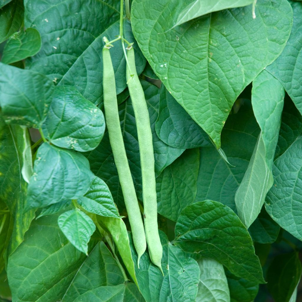 Dwarf Organic Bean with Yellow Pods - Ferme de Sainte Marthe seeds