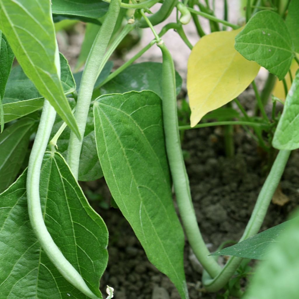 Dwarf Filet Bean Cupidon - Ferme de Sainte Marthe Seeds