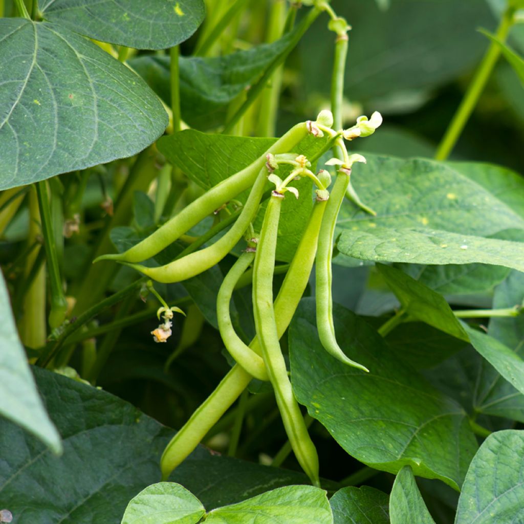 Dwarf Filet Bean Eclarel - Vilmorin Seeds