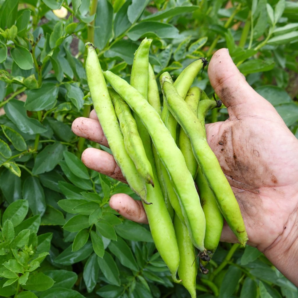 Dwarf Filet Bean Maxi organic seeds