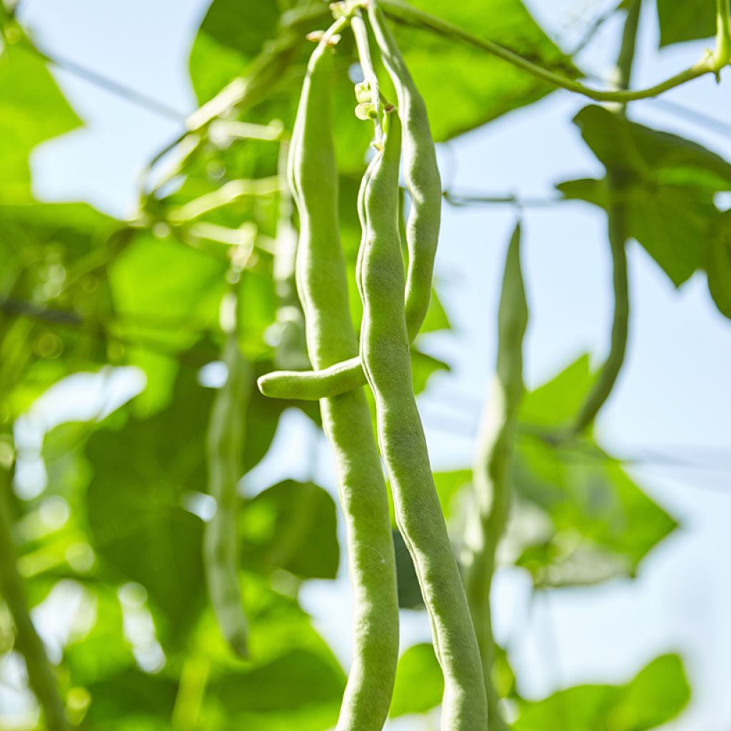 Dwarf Bean with string Morgane