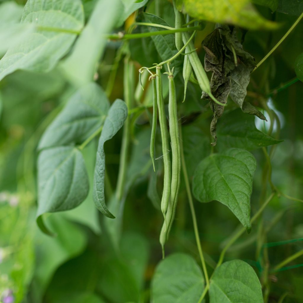 Dwarf French Bean Contender seeds