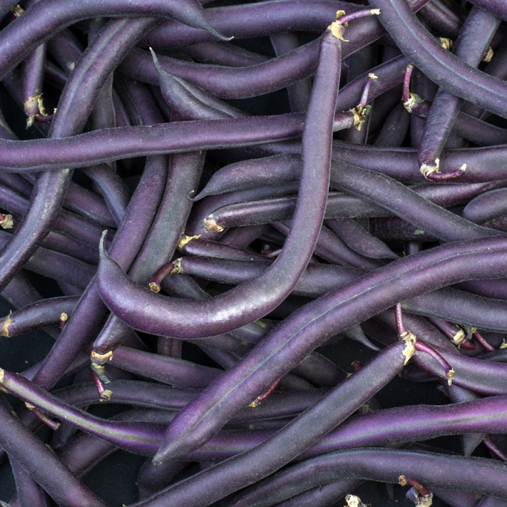 Dwarf French Bean Velour - Vilmorin Seeds