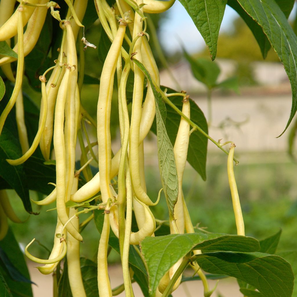 Dwarf French Bean Major Organic