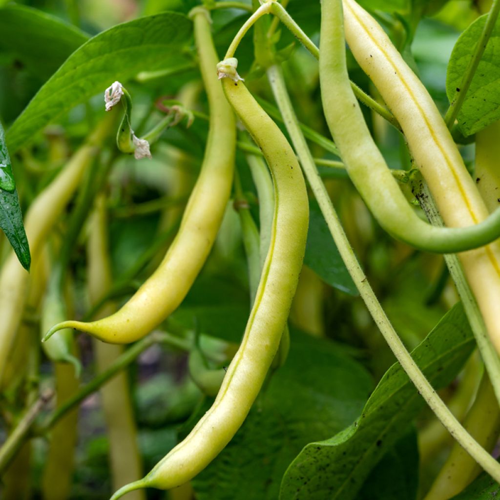 Dwarf French Bean Victor - Vilmorin Seeds