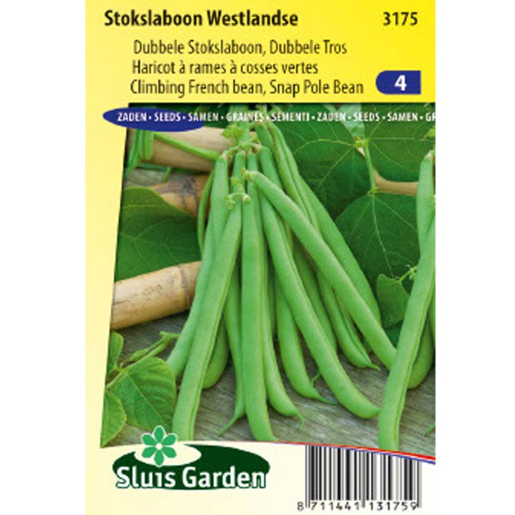 Climbing bean mangetout Westlandse