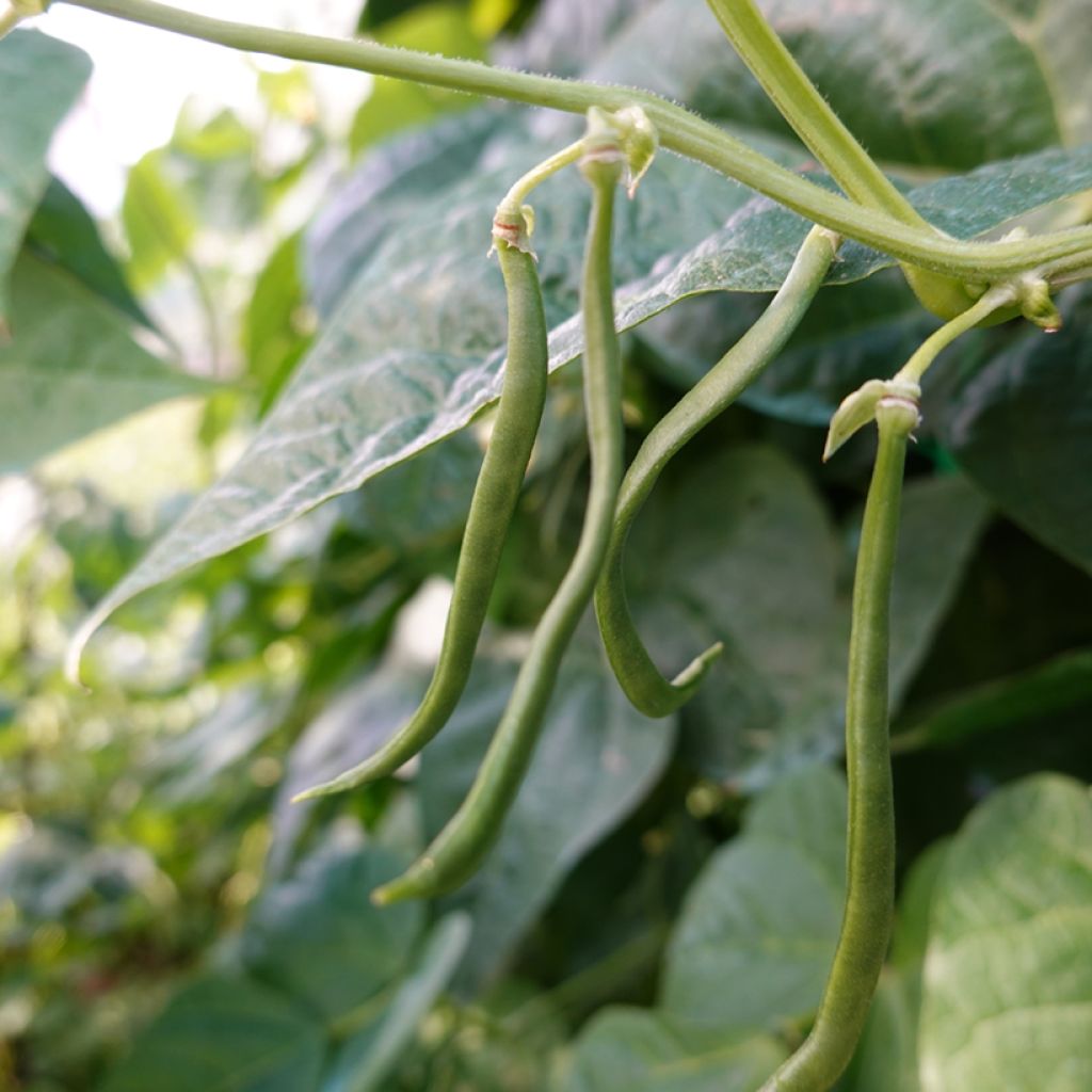 Dwarf French Bean Maxi - Ferme de Sainte Marthe Seeds