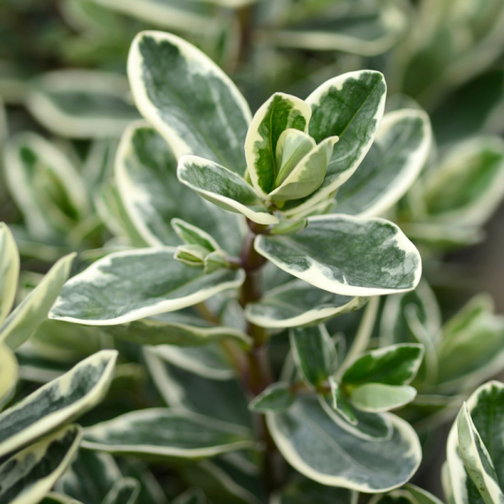 Hebe andersonii Variegata - Andersons hebe, shrubby veronica