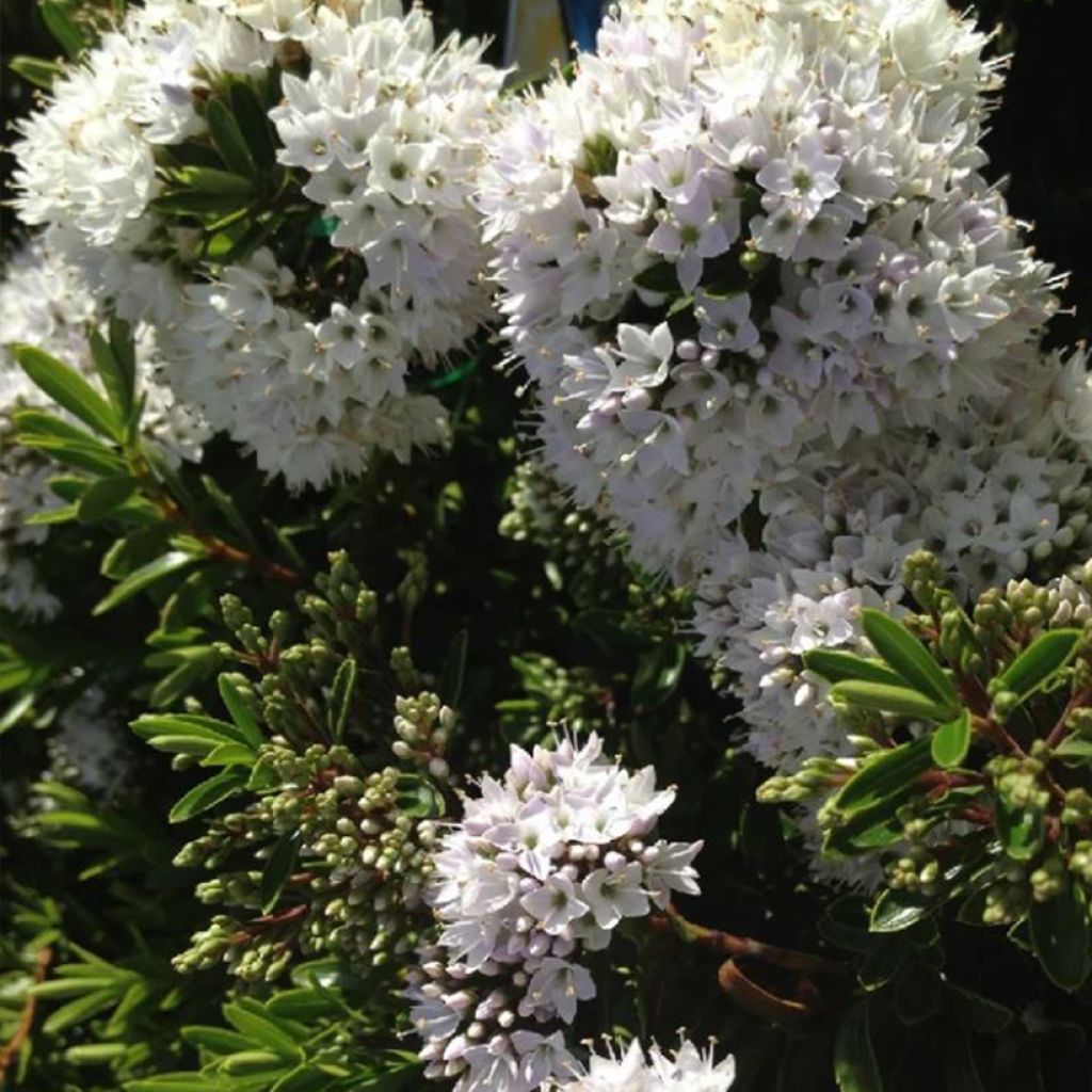 Hebe buxifolia - Box-leaved Hebe