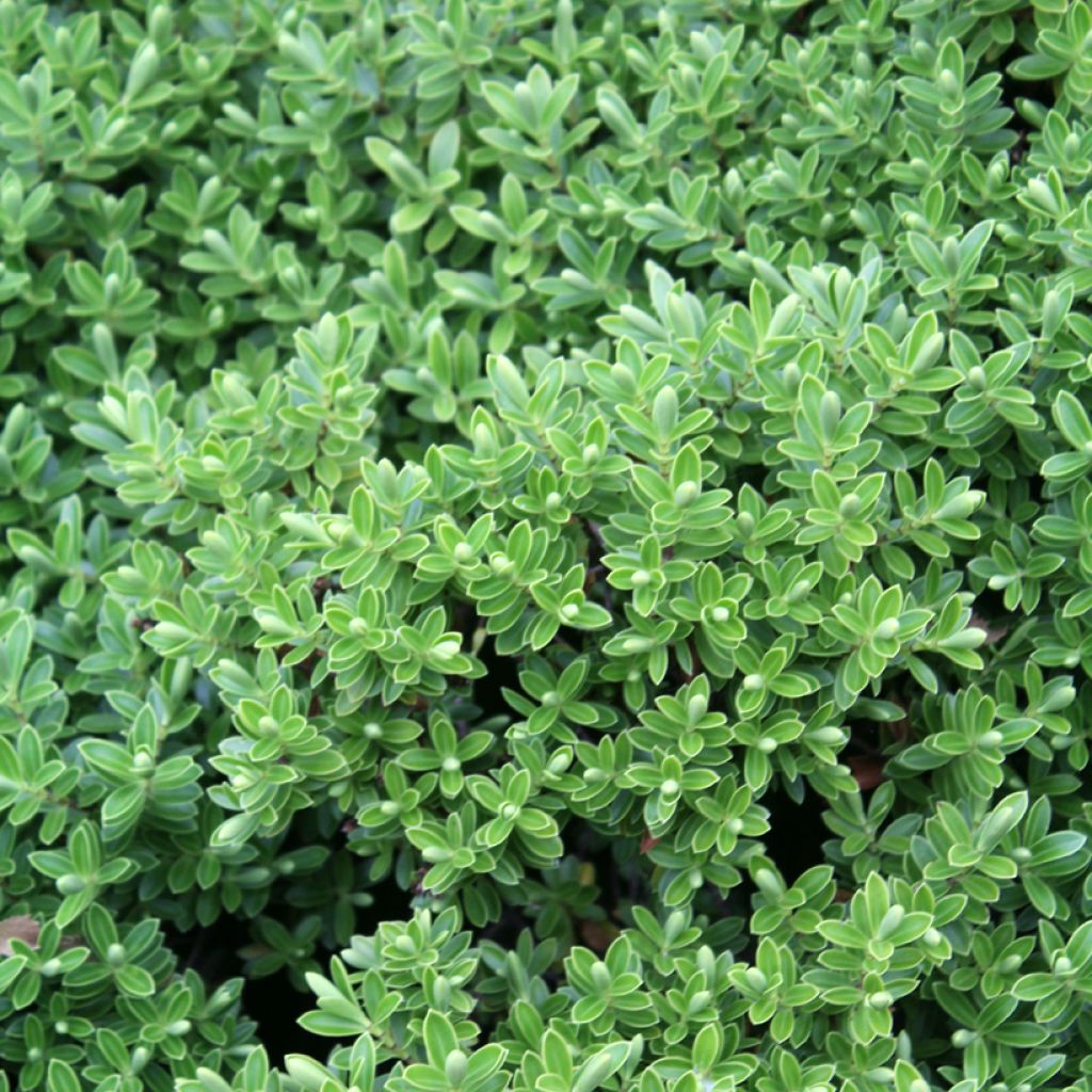 Hebe rakaiensis - Shrubby Veronica