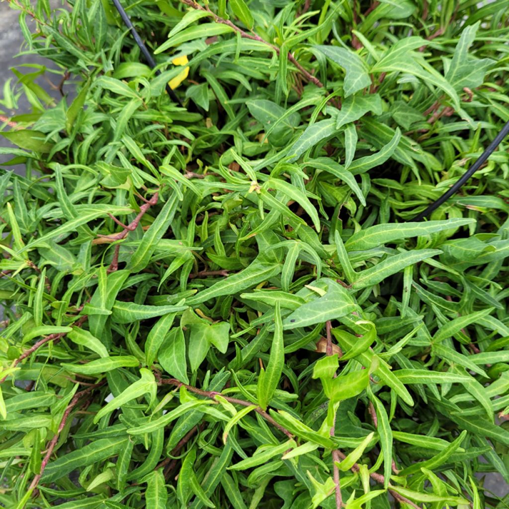 Hedera helix Evergreen - Common ivy