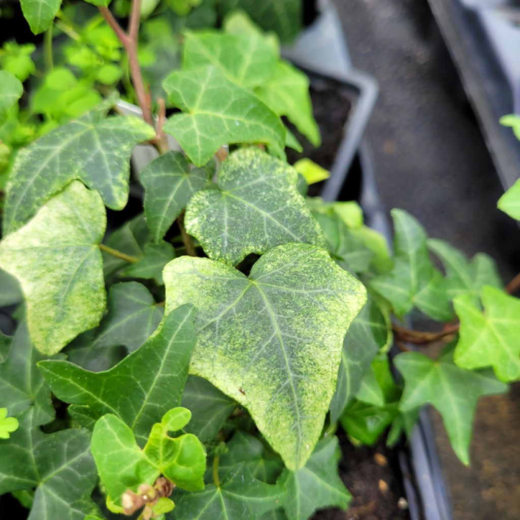 Hedera helix Frosty - Common ivy