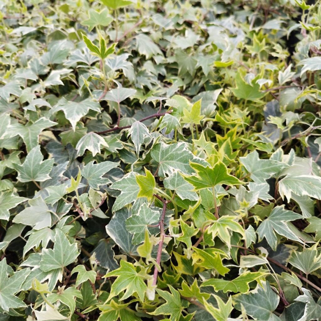 Hedera helix Yellow Ripple - English Ivy