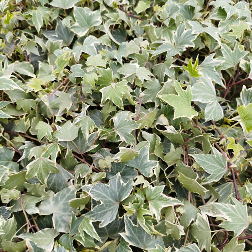 Hedera helix Yellow Ripple - English Ivy