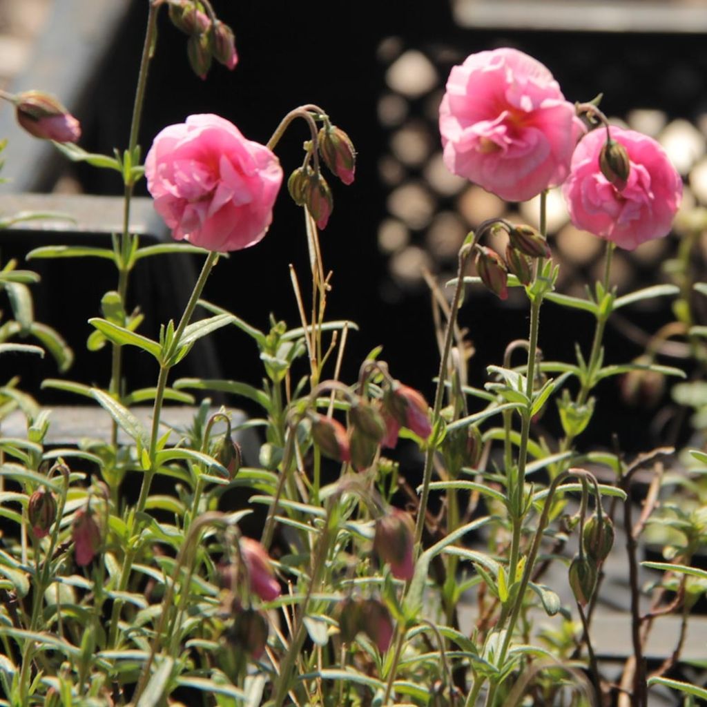 Helianthemum Annabel - Rock Rose