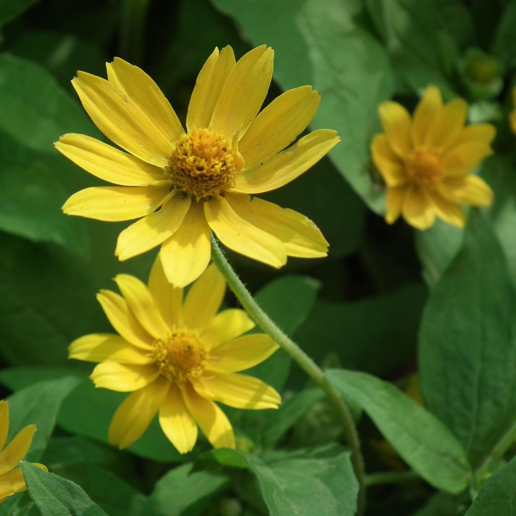 Helianthus microcephalus