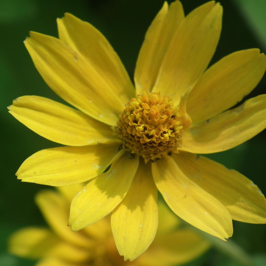 Helianthus microcephalus