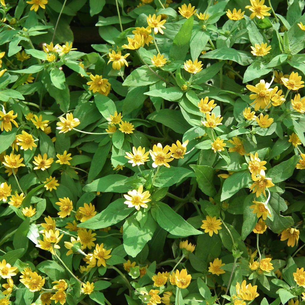 Helianthus microcephalus