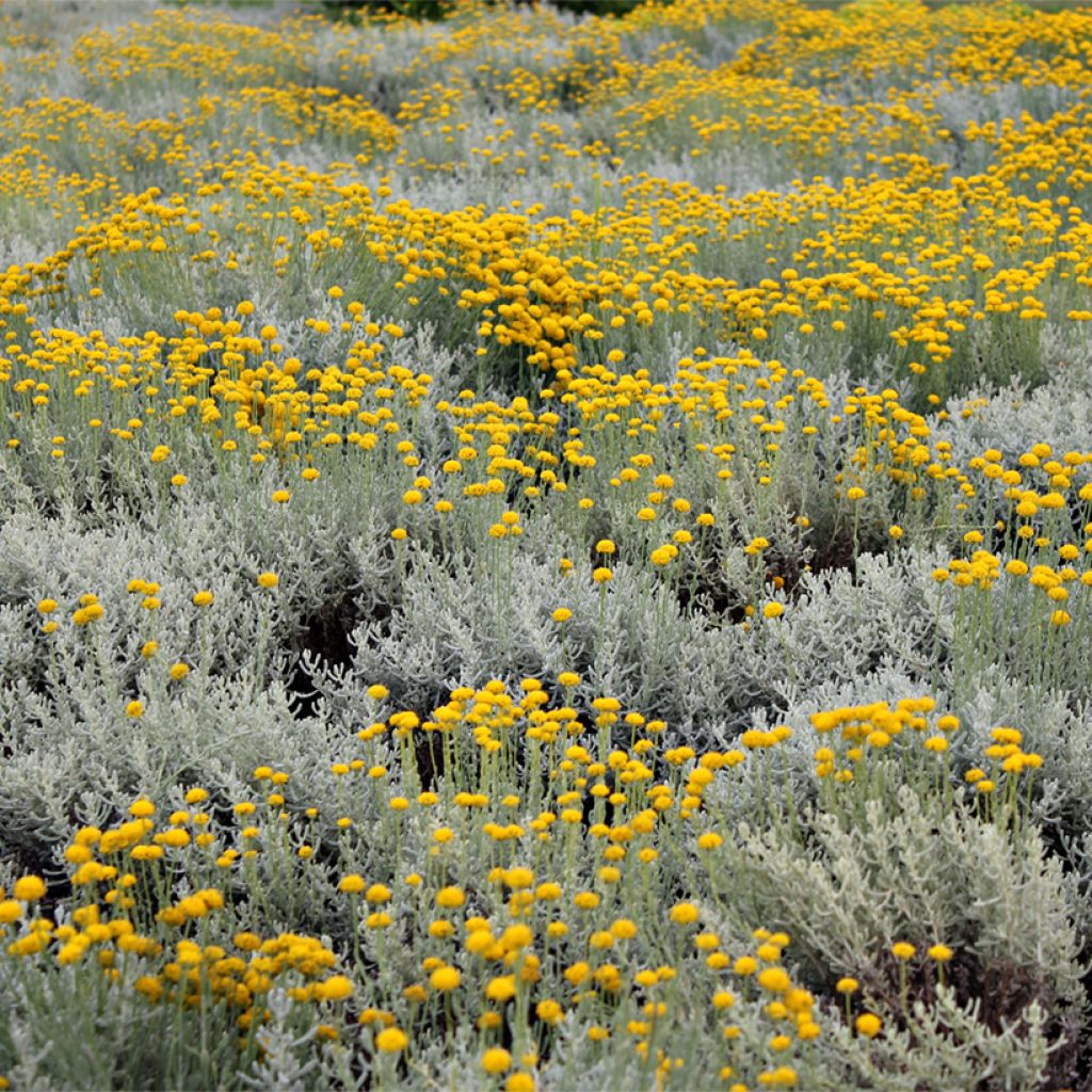 Helichrysum italicum subsp. microphyllum Aladin