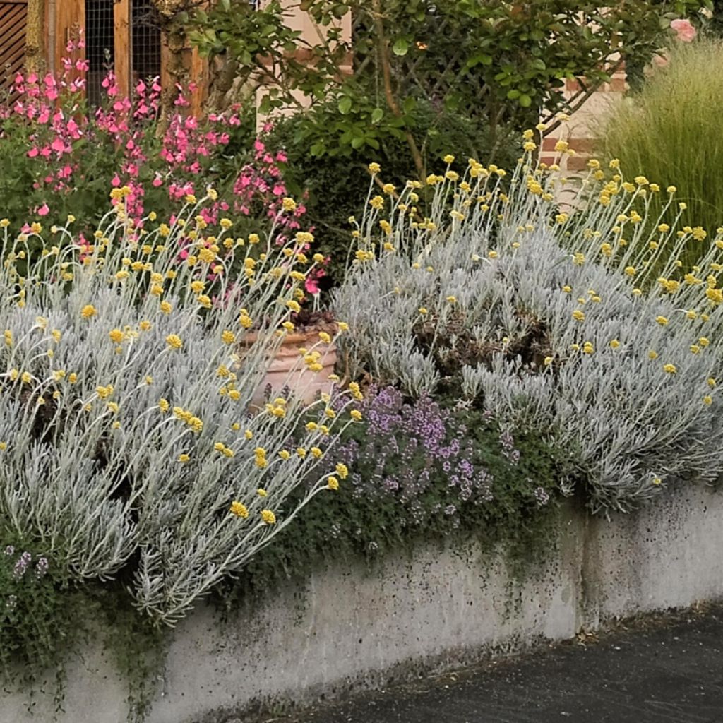 Helichrysum italicum Weisses Wunder