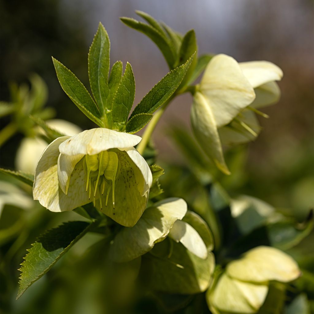 Helleborus hybridus Yellow Lady