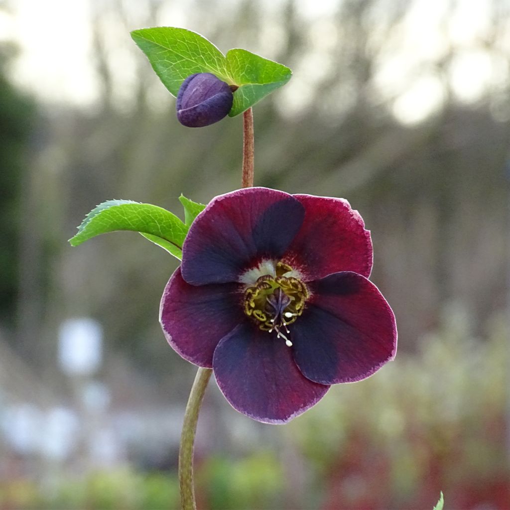 Helleborus Magic Aubergine