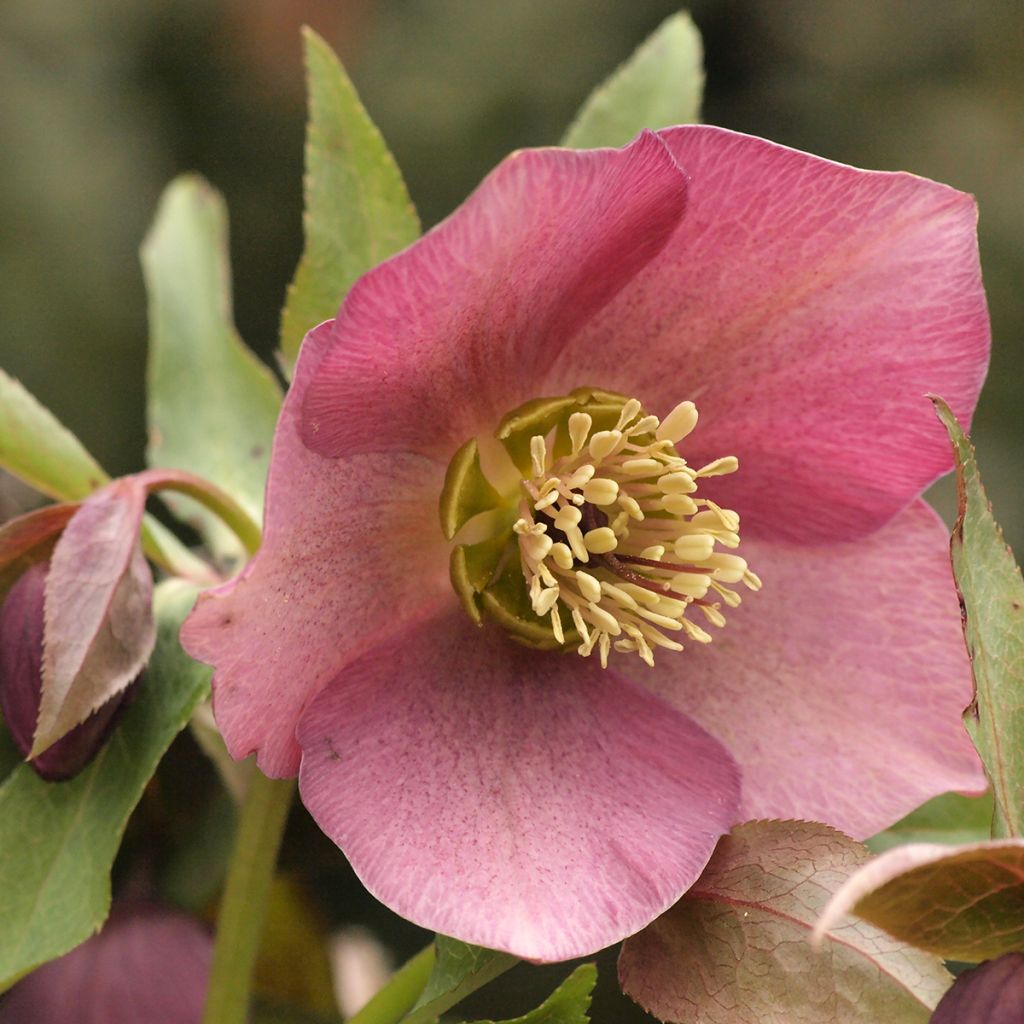 Helleborus purpurascens