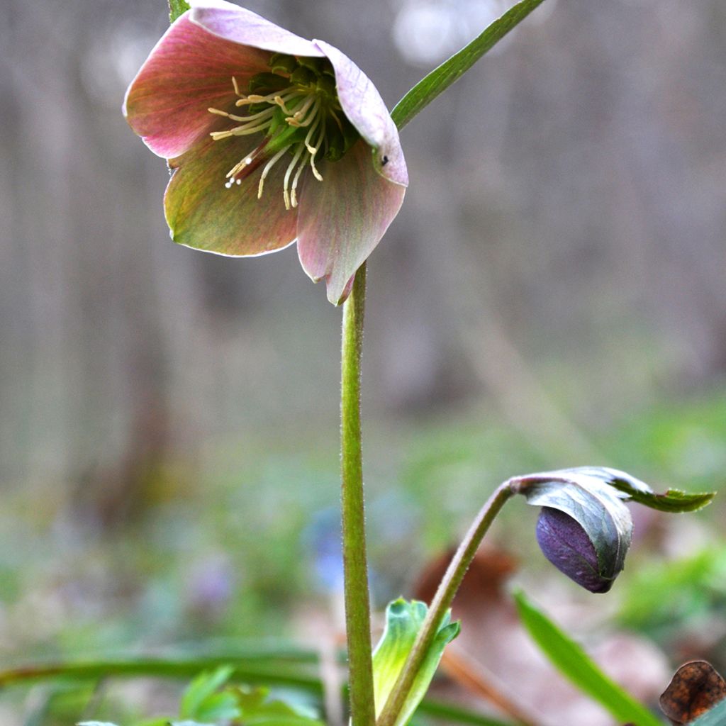 Helleborus purpurascens