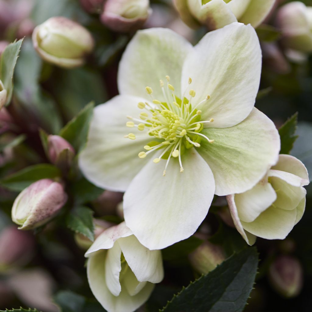 Helleborus hybridus (orientalis) ViV Olivia