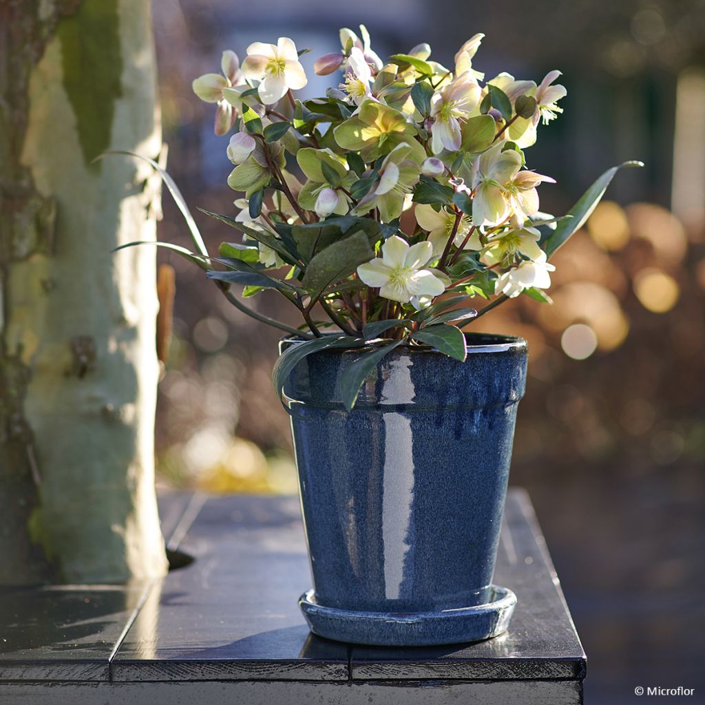 Helleborus hybridus (orientalis) ViV 'Valeria'