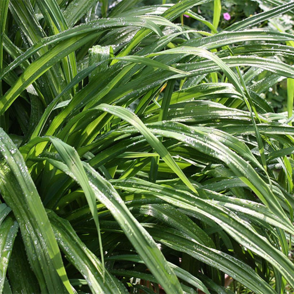 Hemerocallis Chardonnay - Daylily