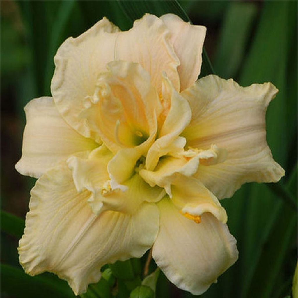 Hemerocallis Chardonnay - Daylily