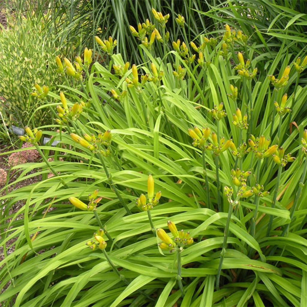 Hemerocallis Chardonnay - Daylily