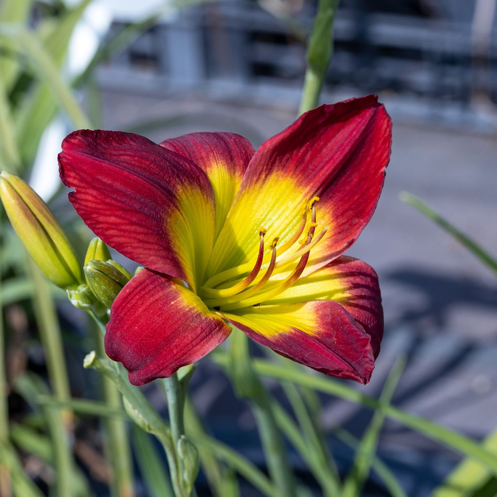 Hemerocallis Christmas Is - Daylily