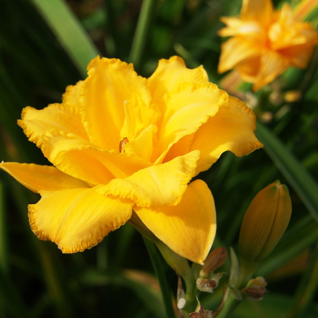 Hemerocallis Condilla - Daylily