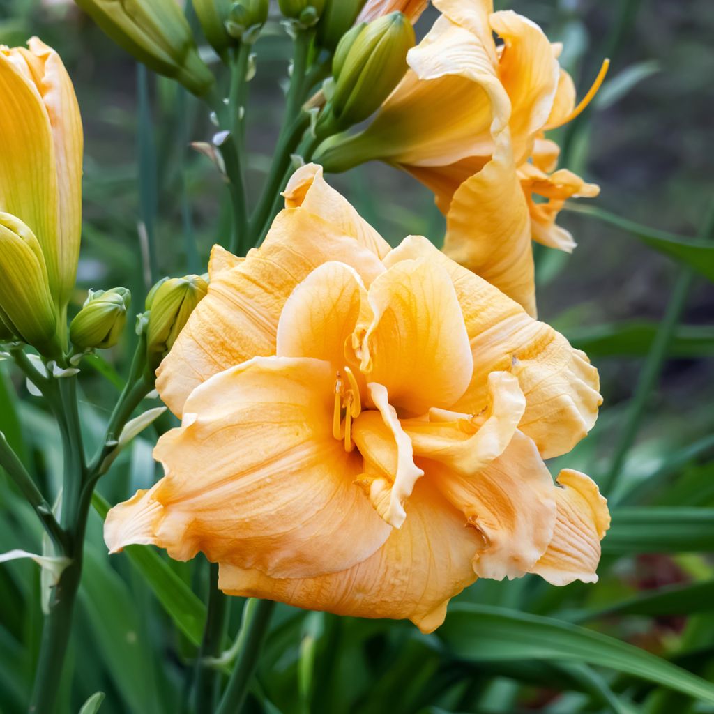 Hemerocallis Condilla - Daylily