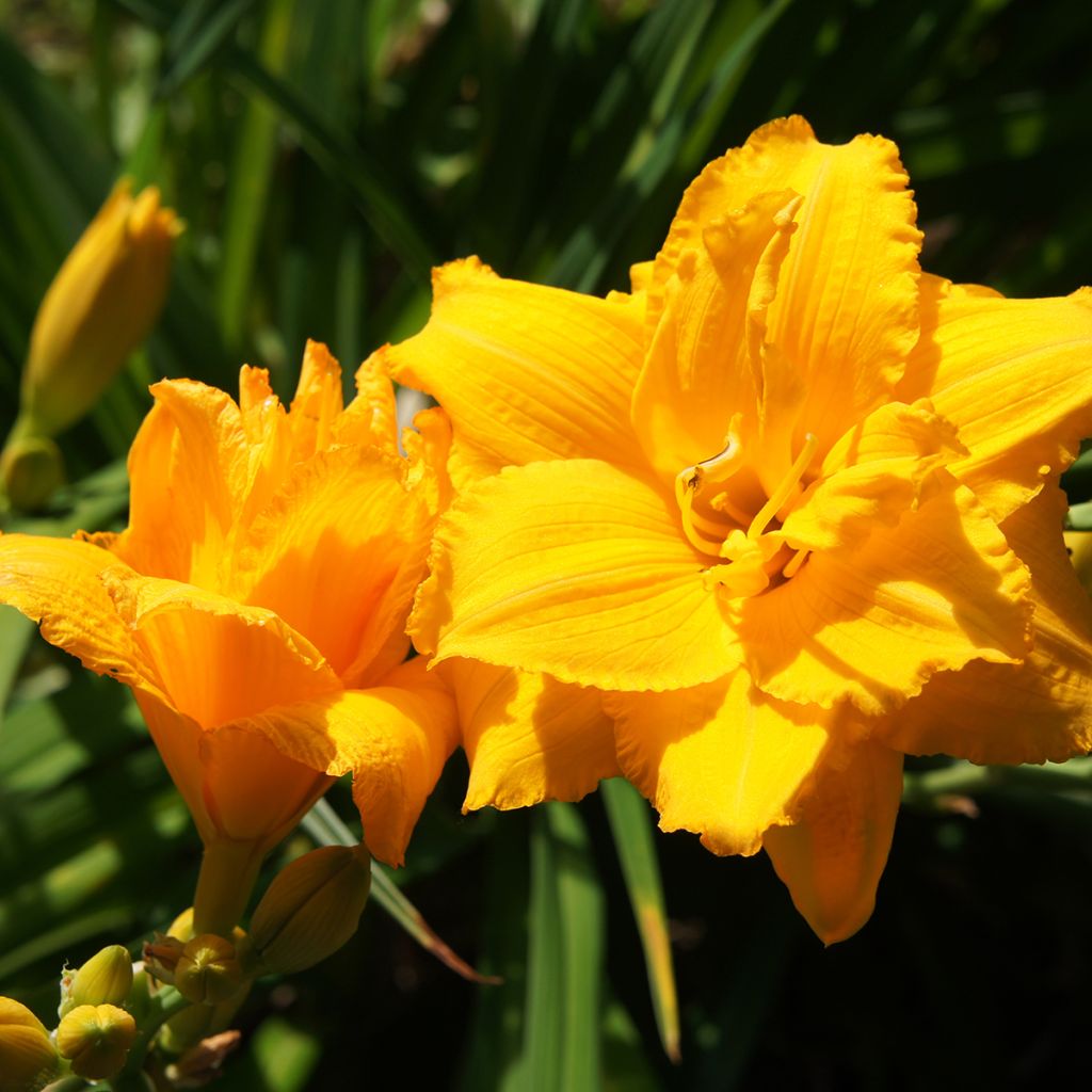 Hemerocallis Condilla - Daylily