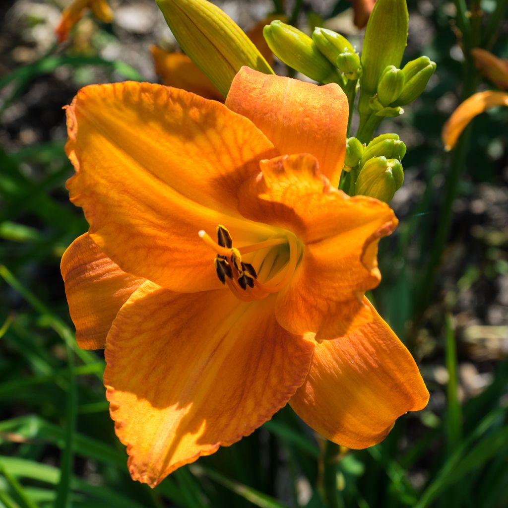 Hemerocallis Mauna Loa - Daylily