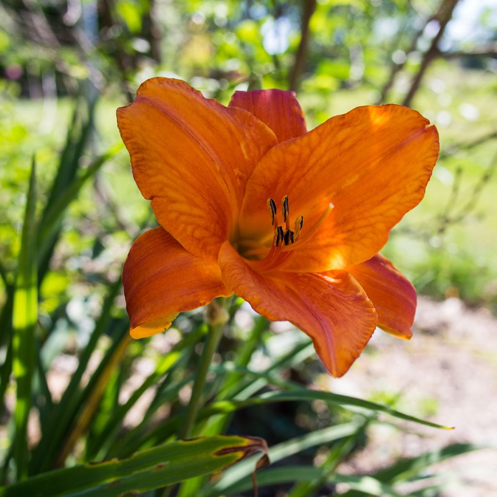 Hemerocallis Mauna Loa - Daylily