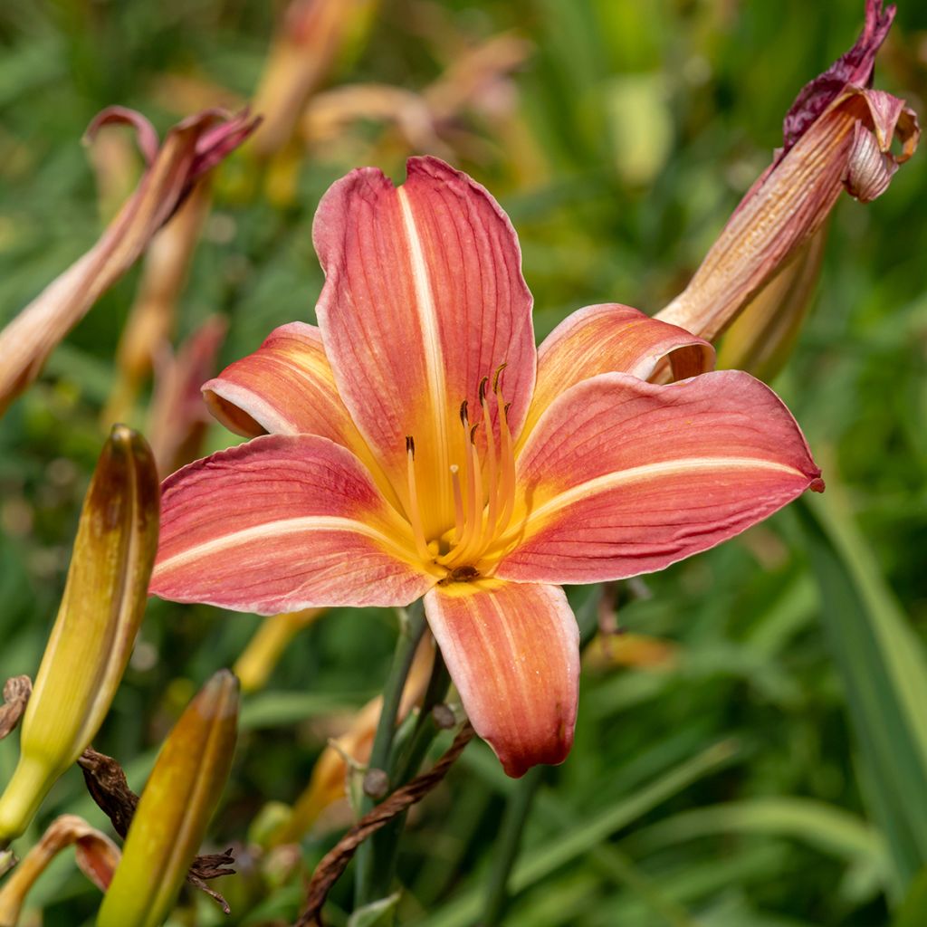 Hemerocallis Neyron Rose - Daylily