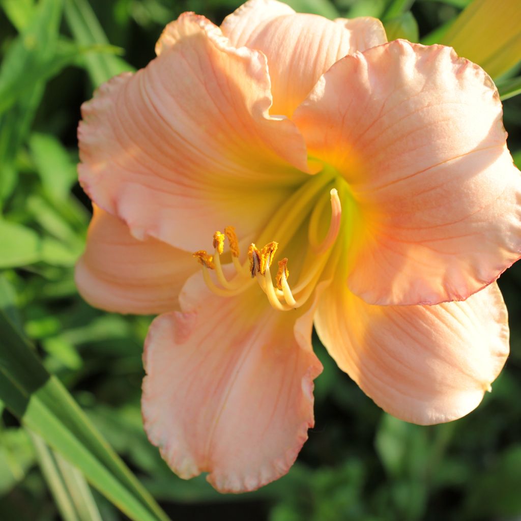 Hemerocallis On and On - Daylily