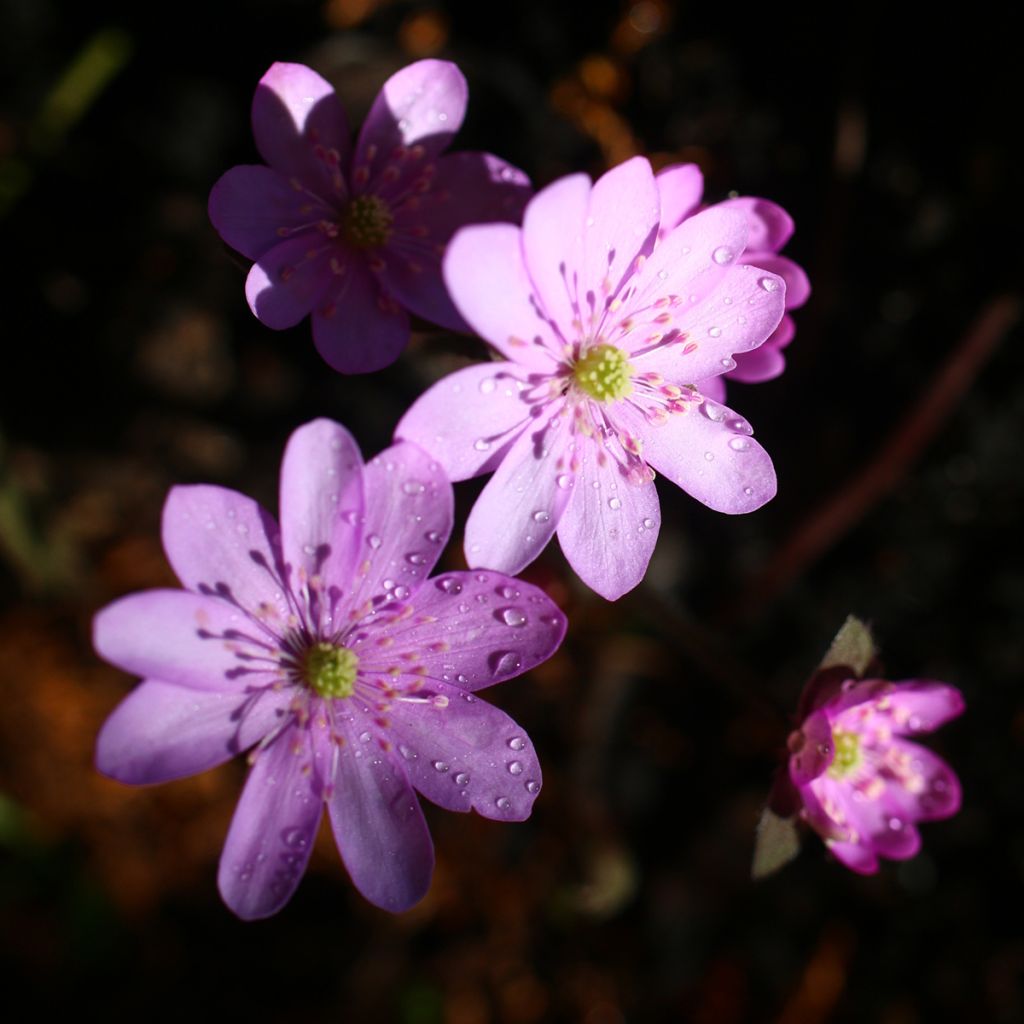 Hepatica nobilis Rosea