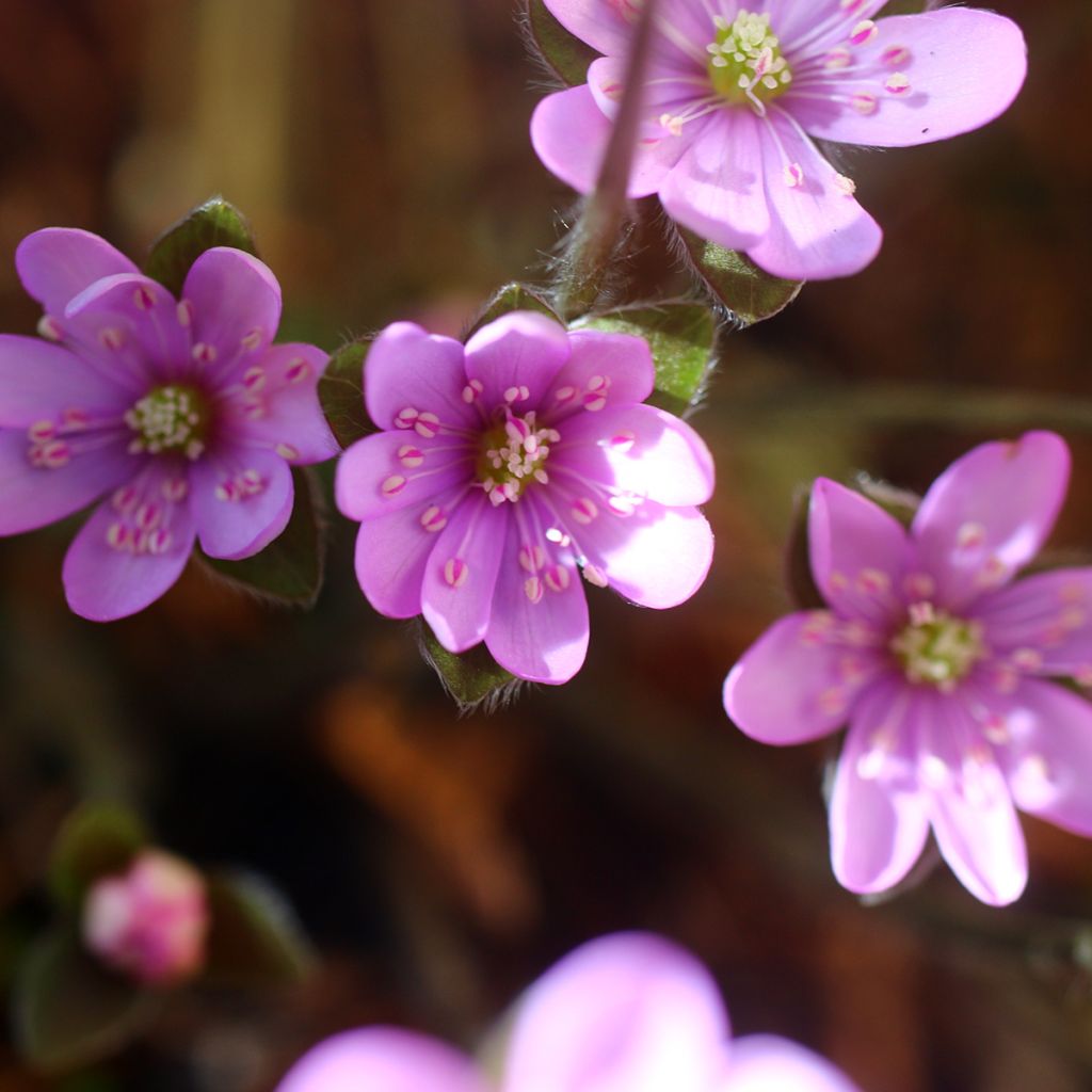 Hepatica nobilis Rosea