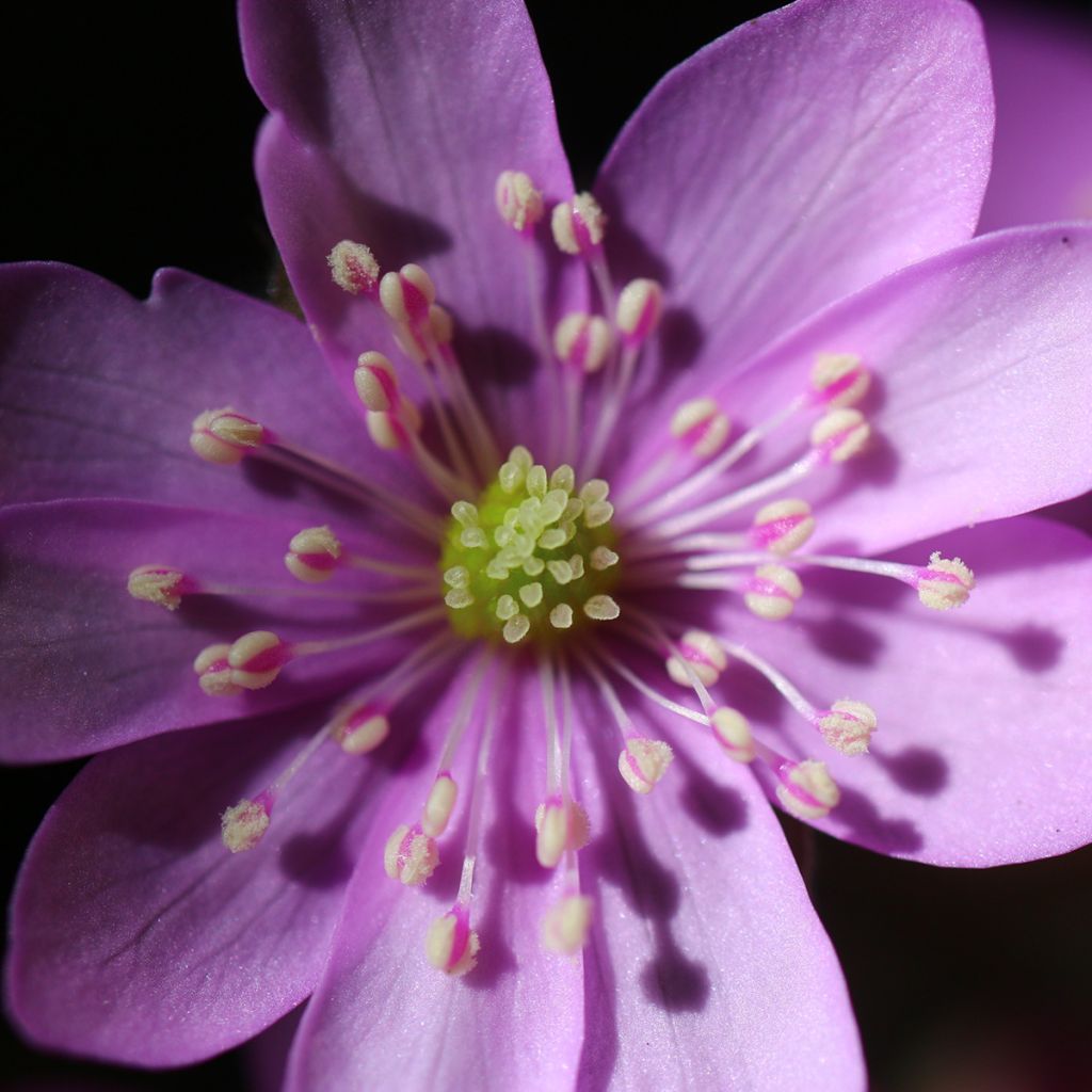 Hepatica nobilis Rosea