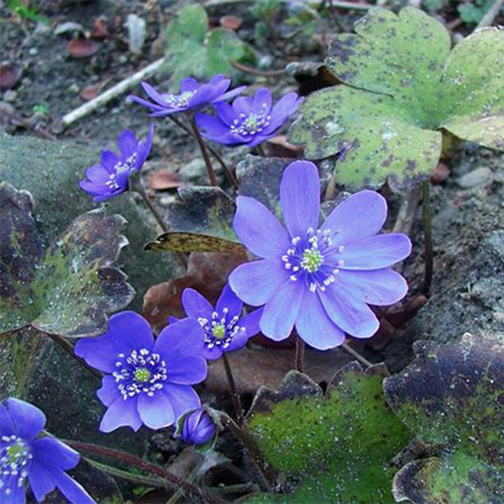 Hepatica transsilvanica Blue Jewel